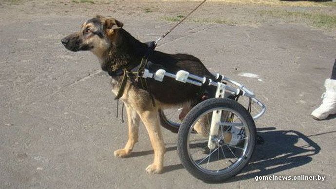В Мозыре живет единственная в Беларуси собака в инвалидной коляске